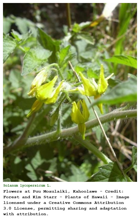 Solanum lycopersicum L.
